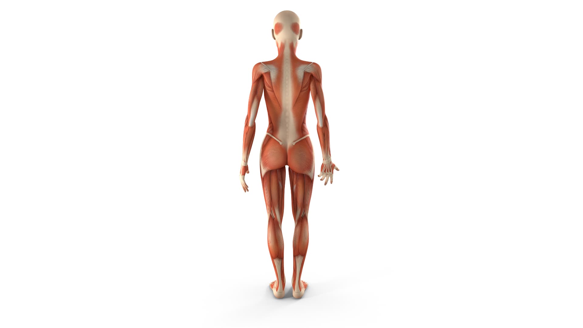 muscle body
